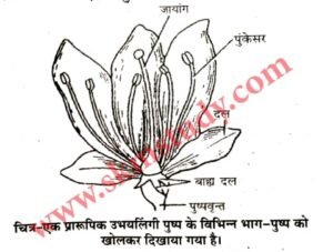 Class 12th Biology Chapter 2 Short Notes in Hindi - Up board 12th Biology Sexual Reproduction in Flowering Plants Notes in Hindi